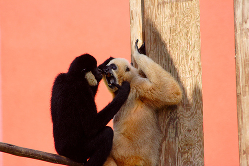 n02483362_gibbon.JPEG