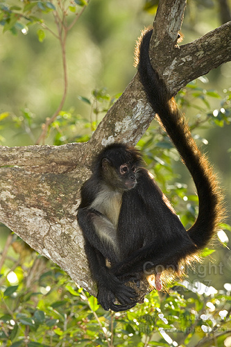 n02493793_spider_monkey.JPEG