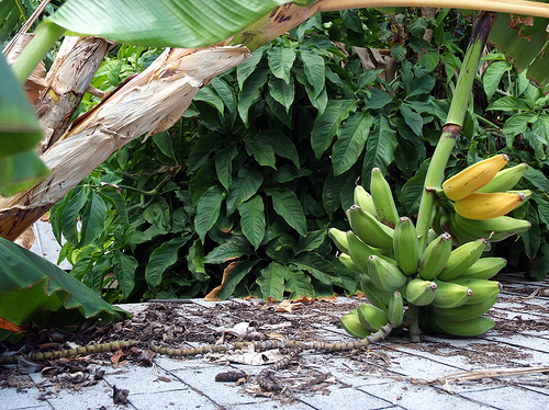 n07753592_banana.JPEG
