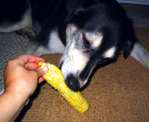 n13133613_ear.JPEG