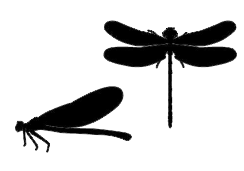 odonata2.png