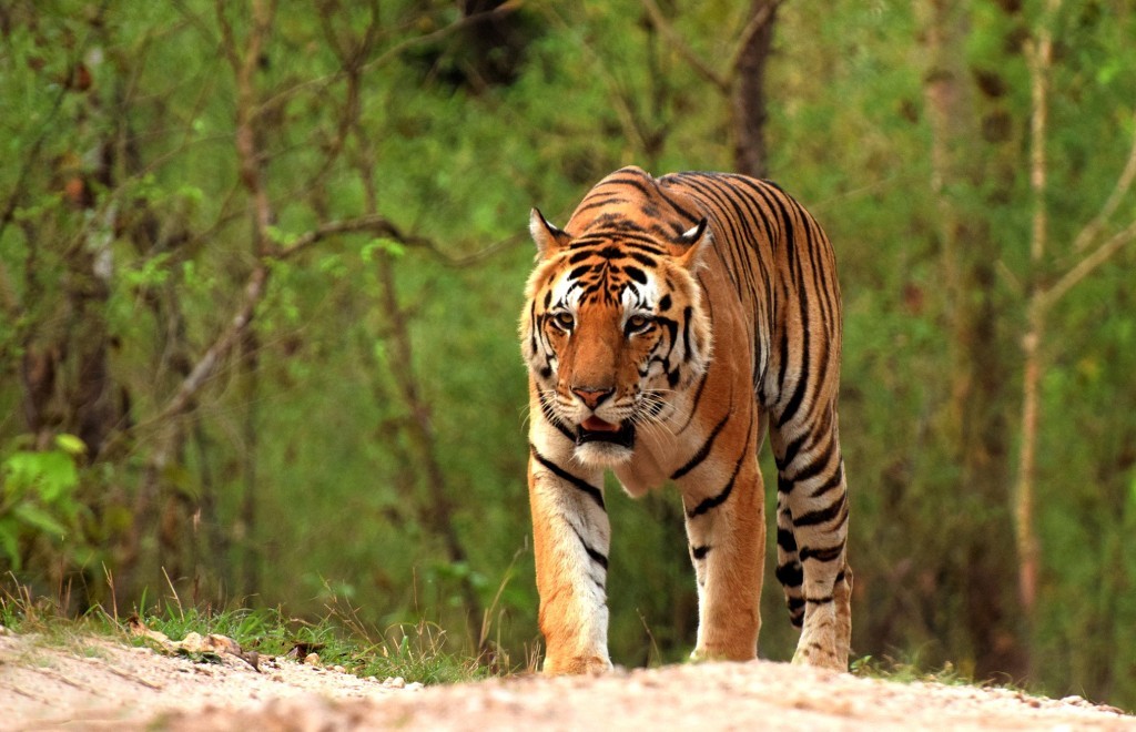 tiger.jpeg