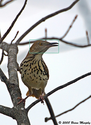 Brown_Thrasher_0014_155421_crown.jpg