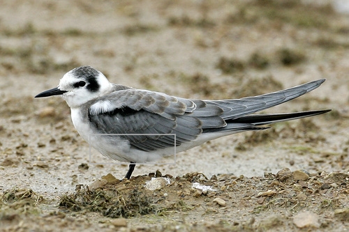 Black_Tern_0101_144331_belly.jpg