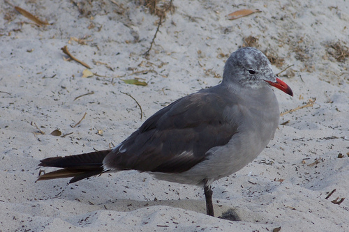 Heermann_Gull_0097_45783.jpg