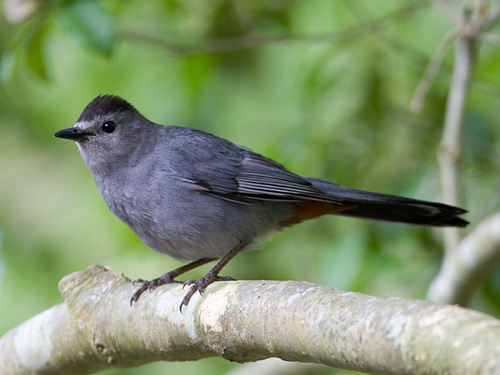 Gray_Catbird_0071_20974.jpg