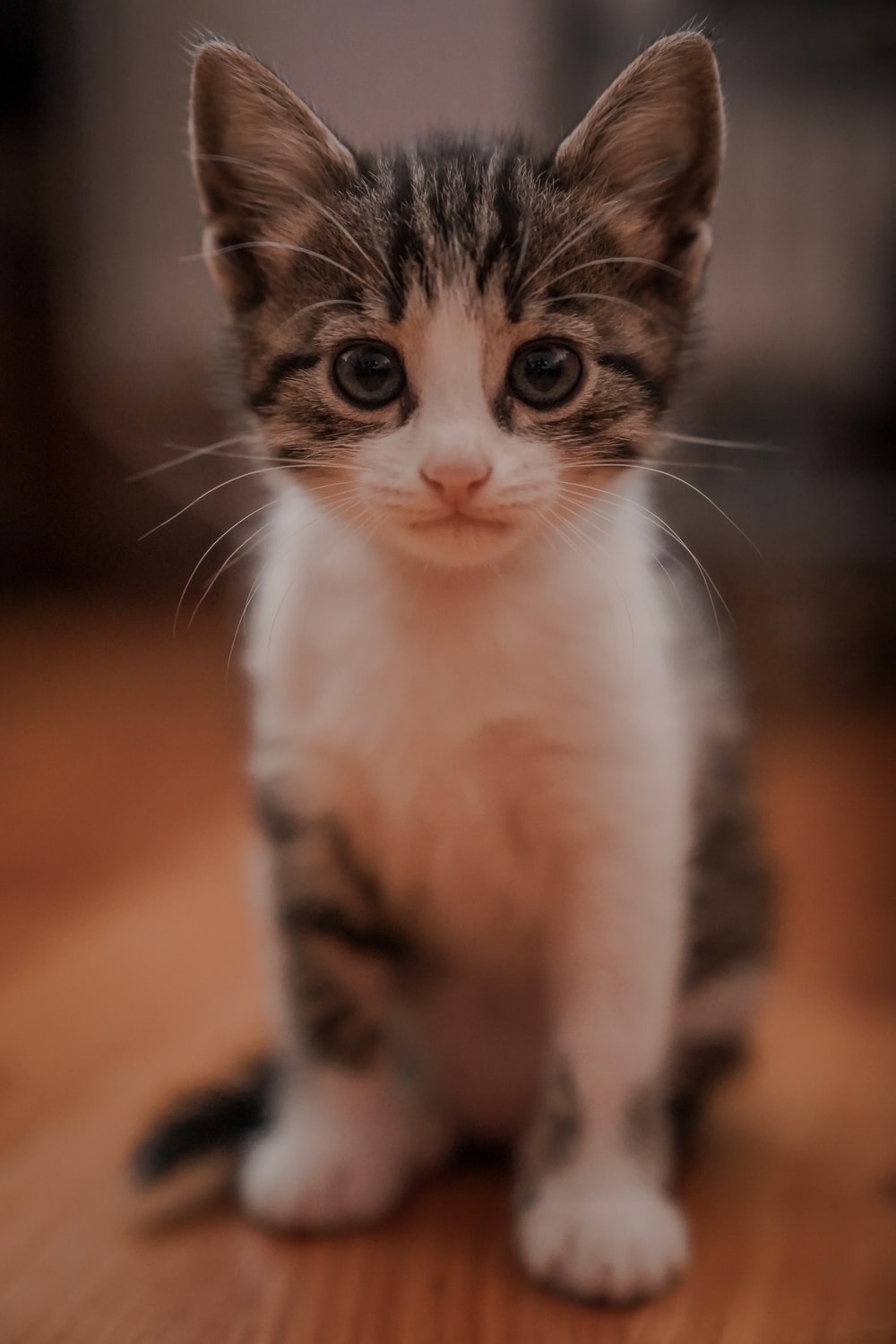 cat3.jpeg