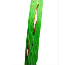 leaf_blast (143).jpg