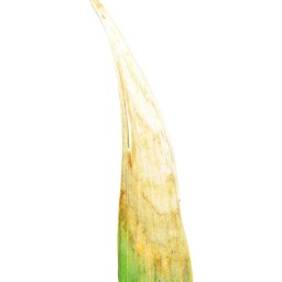 leaf_scald (10).jpg