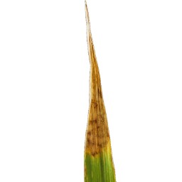 leaf_scald (100).jpg