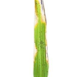 leaf_scald (103).jpg