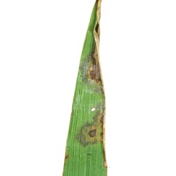 leaf_scald (106).jpg