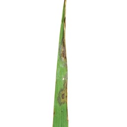 leaf_scald (110).jpg