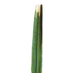 leaf_scald (118).jpg