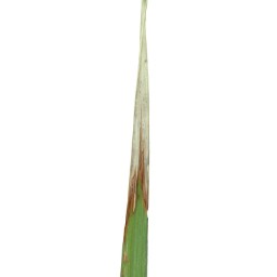 leaf_scald (135).jpg