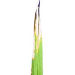 leaf_scald (137).jpg