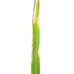 leaf_scald (142).jpg