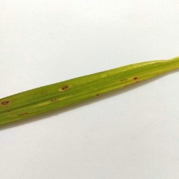 leaf_blast_val (19).jpg