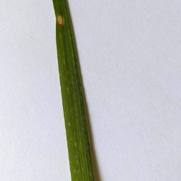 leaf_blast_val (28).jpg