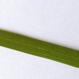 leaf_blast_val (30).jpg