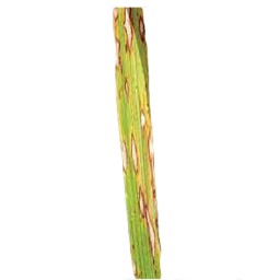 leaf_blast_val (42).jpg