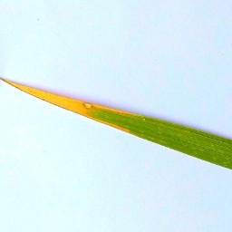 leaf_blast_val (45).jpg