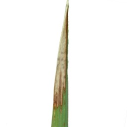 leaf_scald_val (13).jpg