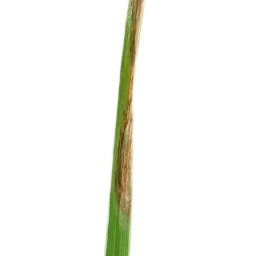 leaf_scald_val (26).jpg