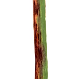 leaf_scald_val (27).jpg