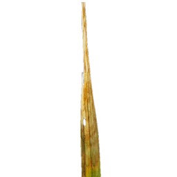 leaf_scald_val (3).jpg