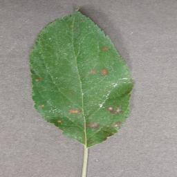 Apple___Cedar_apple_rust.JPG