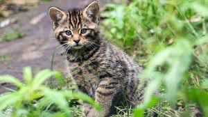 ADV4WildCat.jpeg