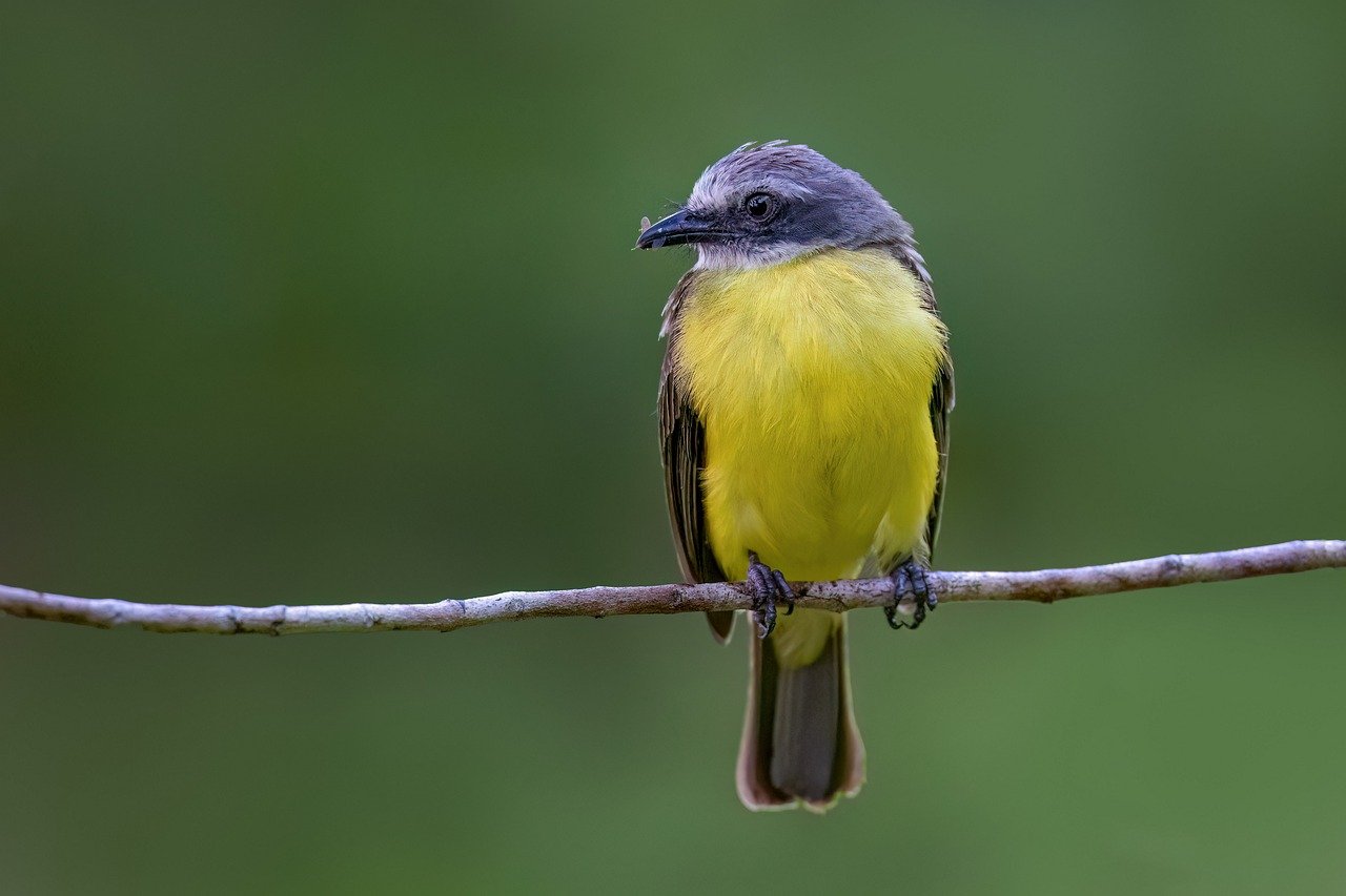 grey-capped-flycatcher-8071233_1280.jpg