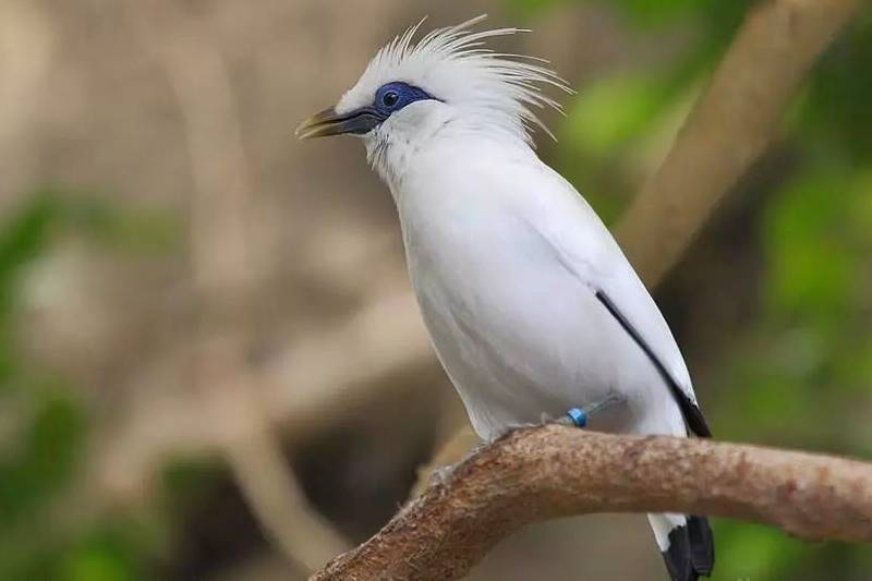 bali_starling.png