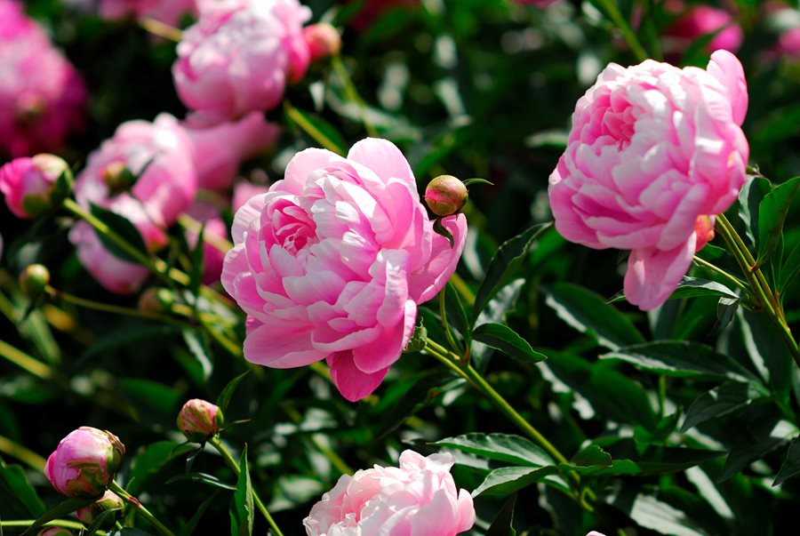 Peony.jpg