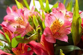 Alstroemeria.jpg