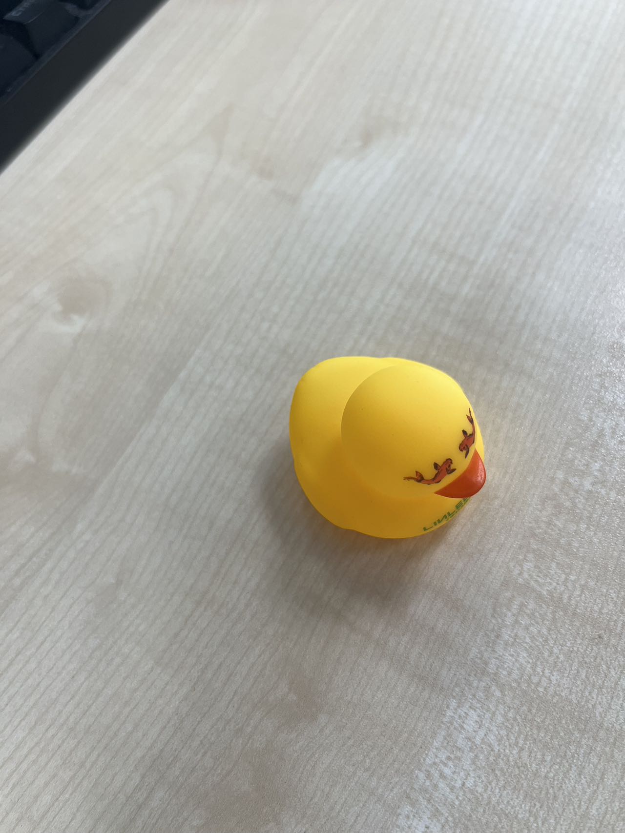 duck1.jpg