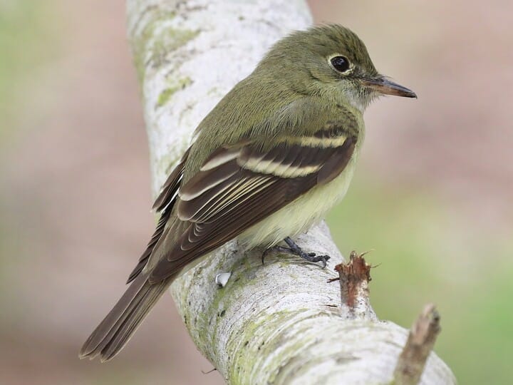 acadian_flycatcher.jpeg