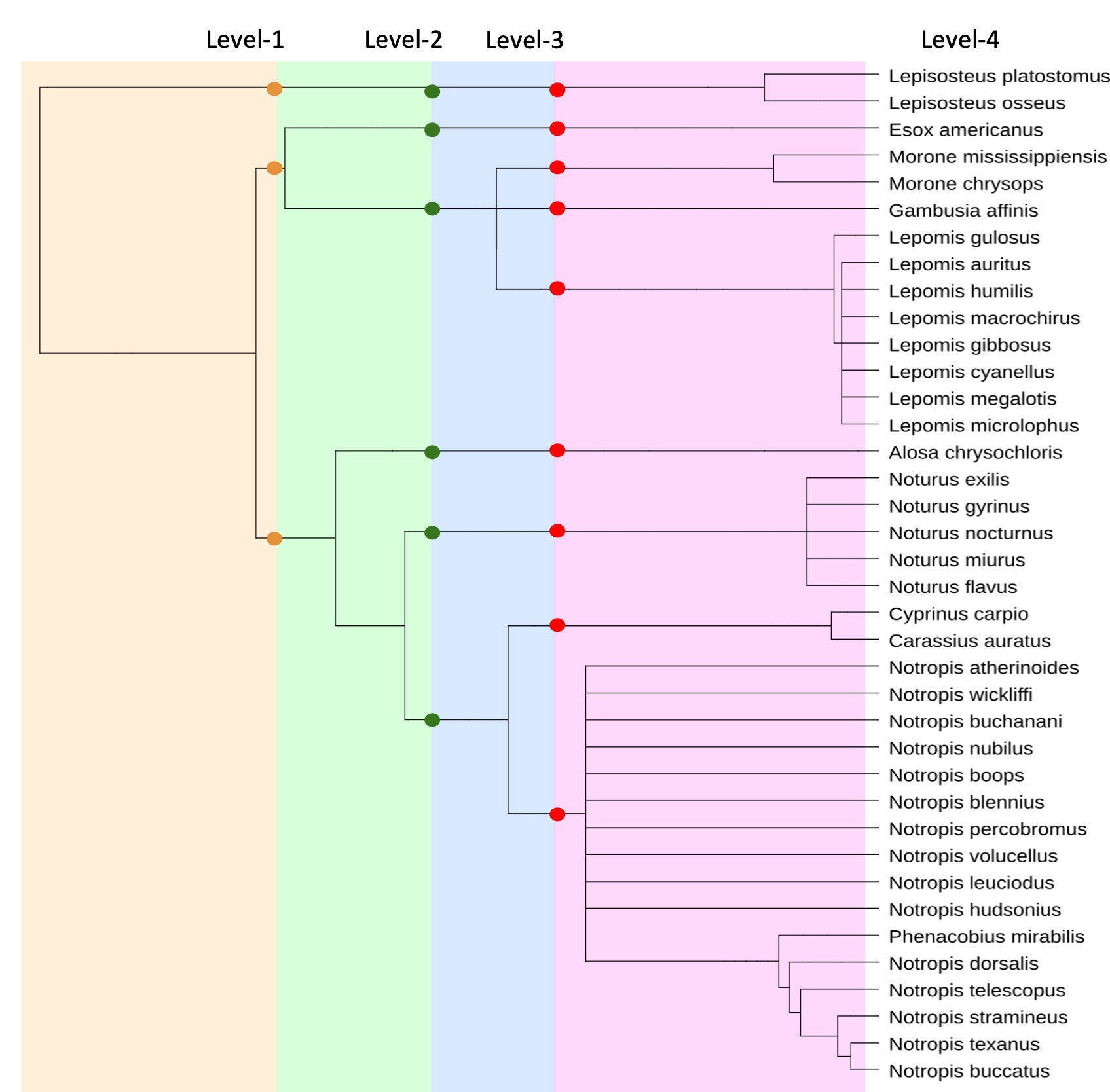 phylogeny_tree.jpg