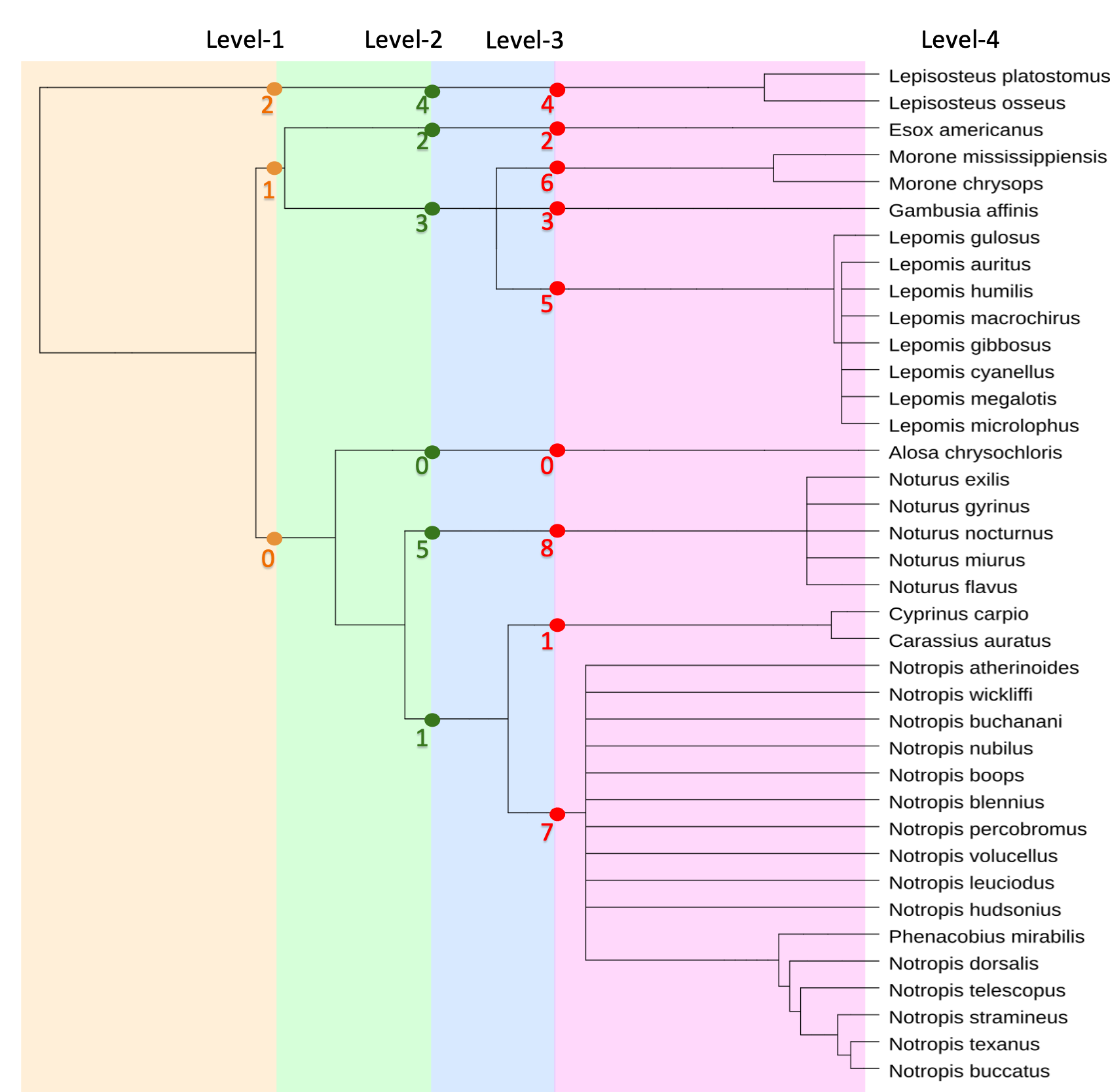 phylogeny_tree.png