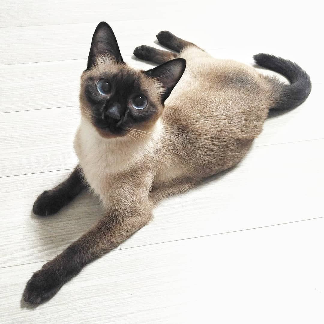 siamese.jpg