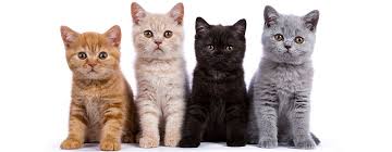 cats.jpeg