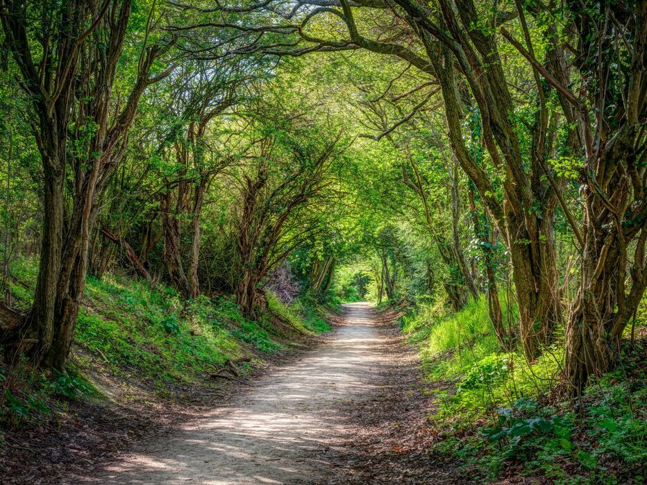 road-through-dense-forest.jpg