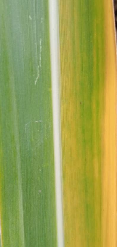 cropped_yellow.jpeg