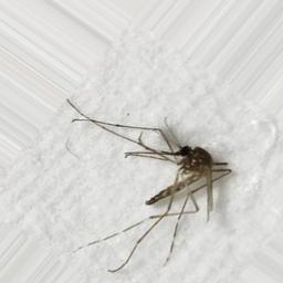 Aedes_aegypti_1_0_832.jpg