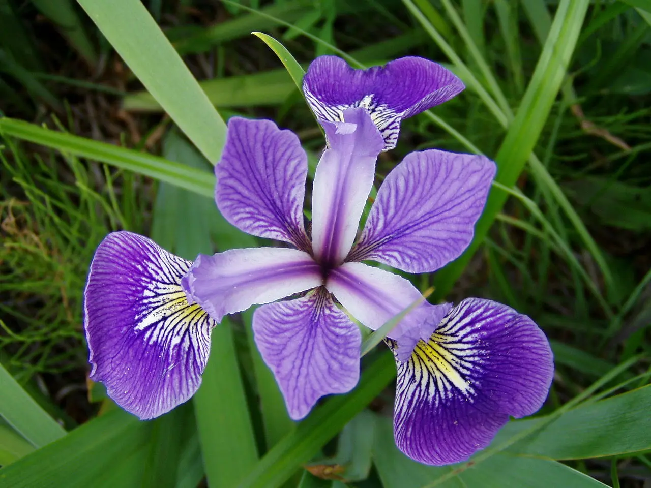 versicolor.webp
