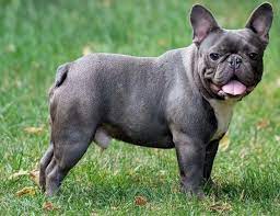 imagenet_french_bulldog.jpg