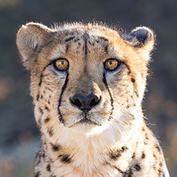 cheetah1-copy.jpg